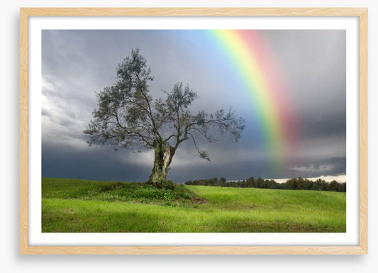 Rainbow over the olive tree