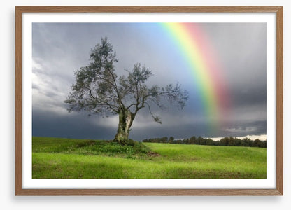 Rainbow over the olive tree