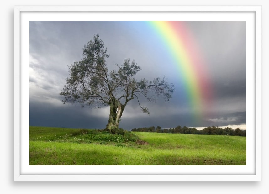 Rainbow over the olive tree