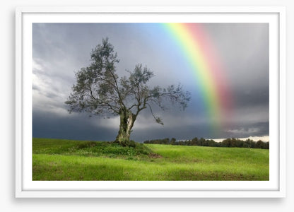 Rainbow over the olive tree