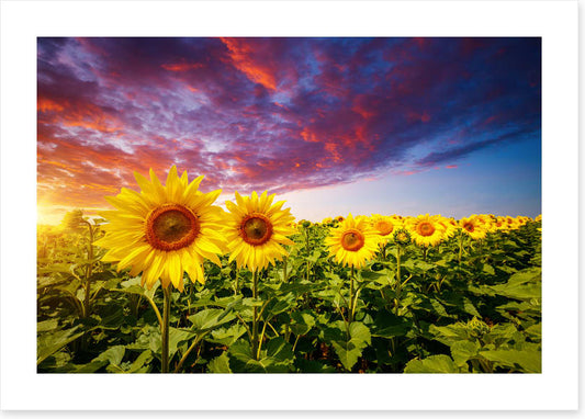 Sunflower storm