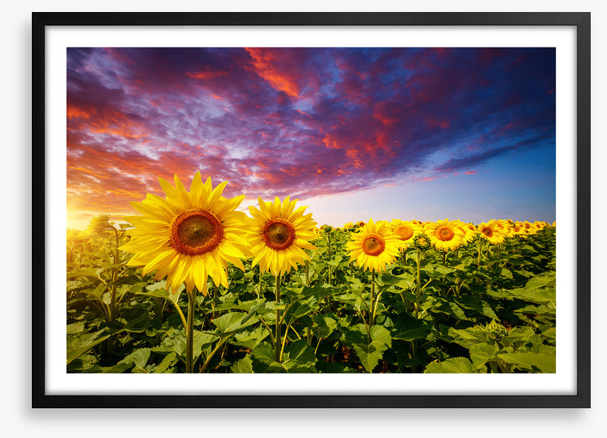 Sunflower storm