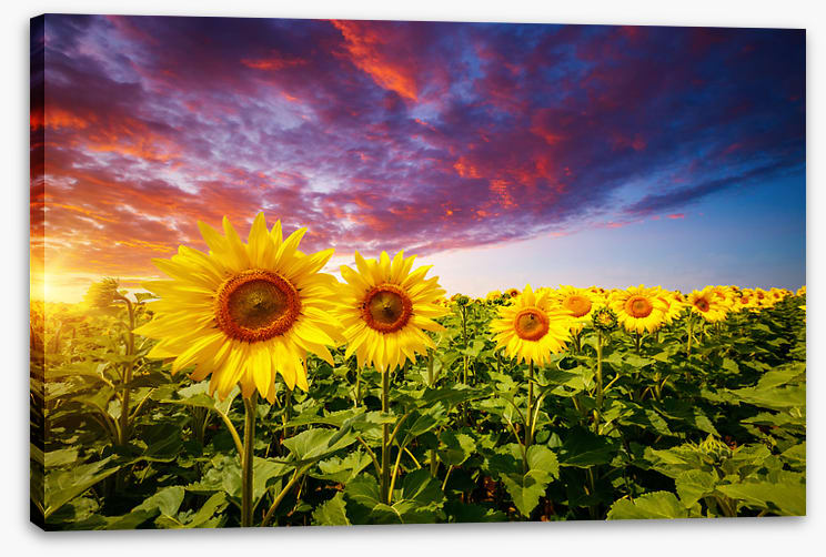 Sunflower storm
