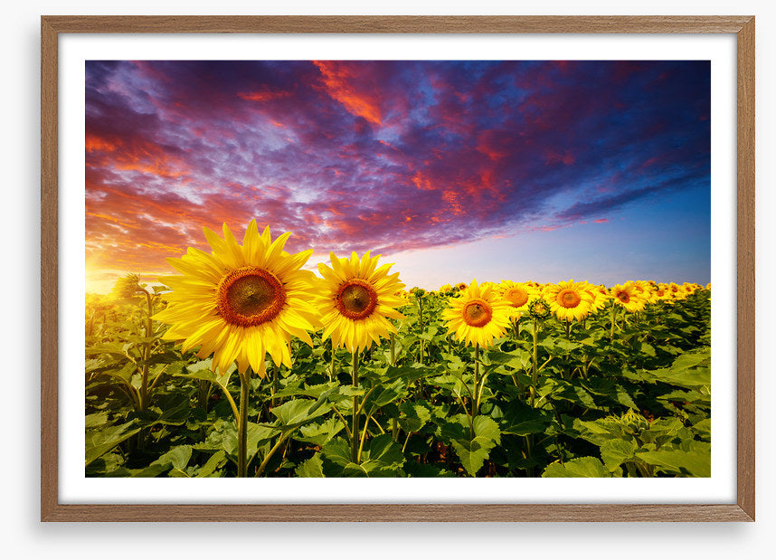 Sunflower storm
