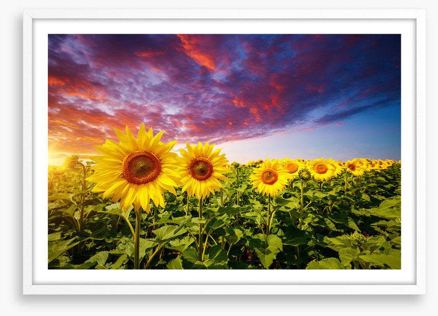 Sunflower storm