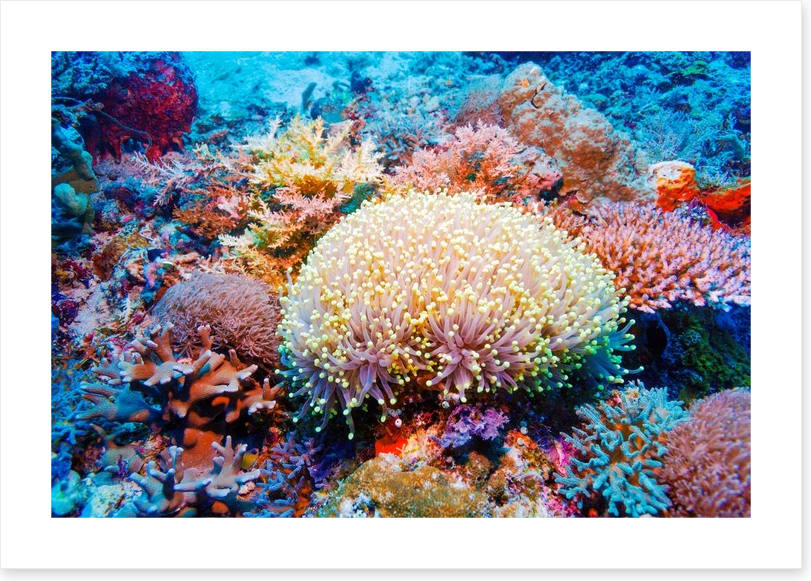 Tropical reef