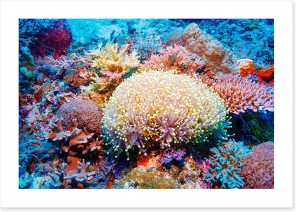 Tropical reef