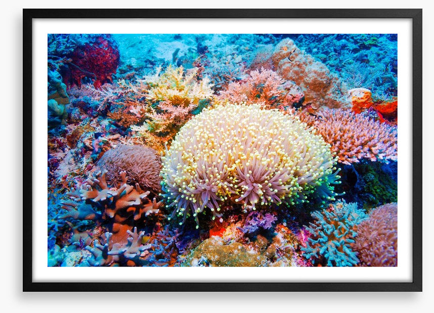 Tropical reef