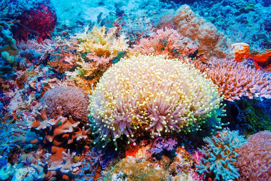 Tropical reef