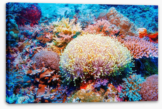 Tropical reef