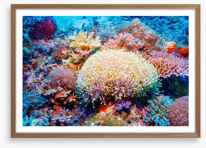 Tropical reef