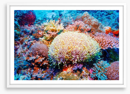 Tropical reef