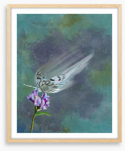 Butterflies