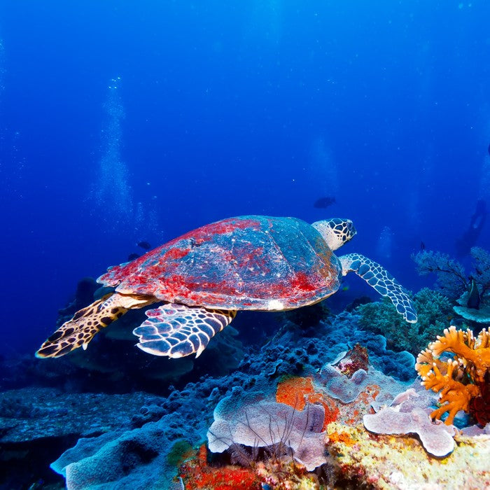 Hanging with the coral
