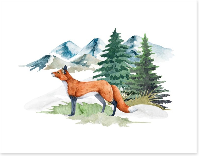 Mountain fir fox