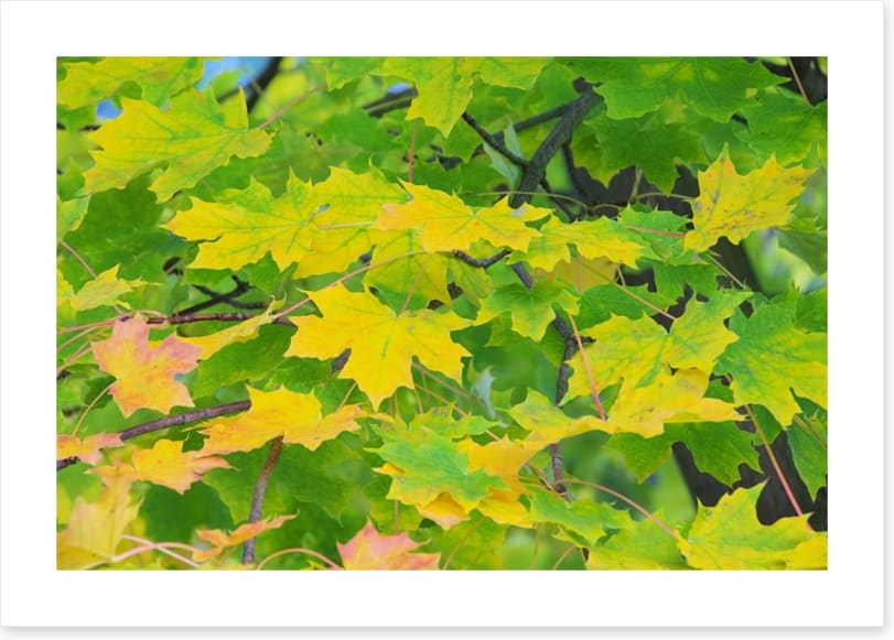 Leaves