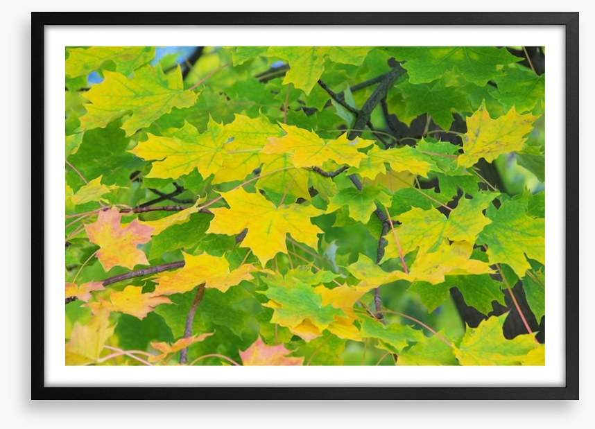 Leaves