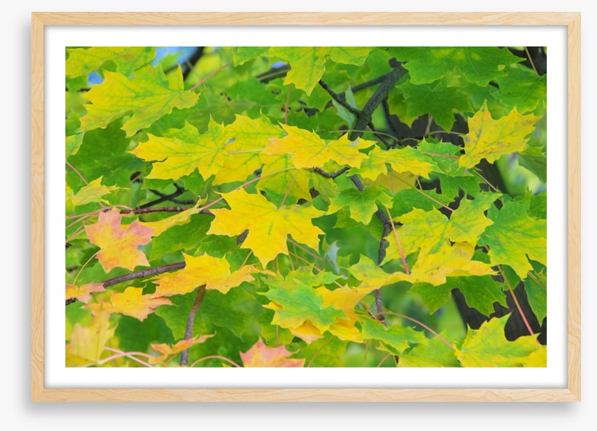Leaves
