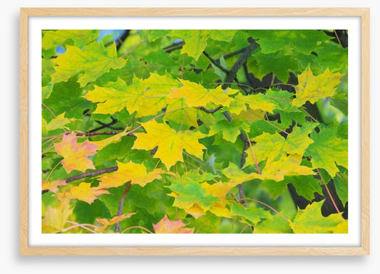 Leaves