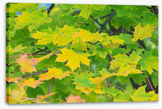 Leaves