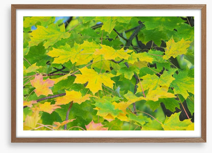 Leaves