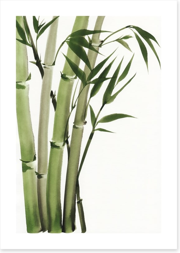 Elegant bamboo