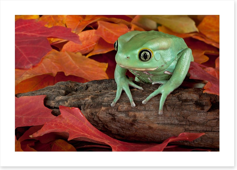 Reptiles / Amphibian