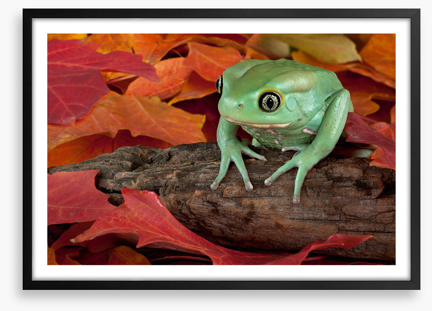 Reptiles / Amphibian