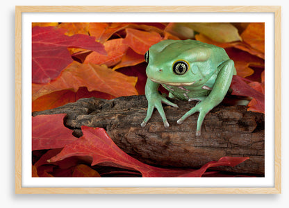 Reptiles / Amphibian