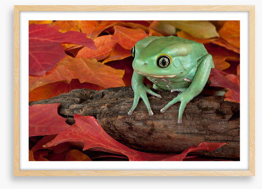 Reptiles / Amphibian