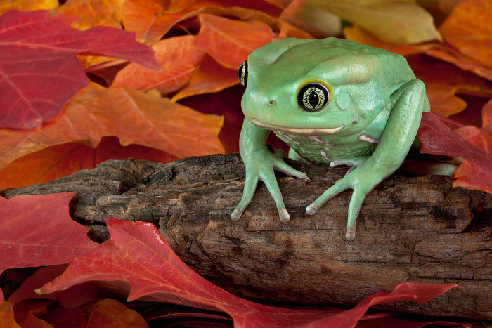 Reptiles / Amphibian