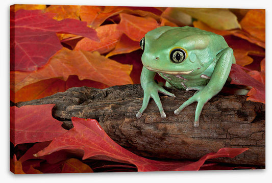 Reptiles / Amphibian