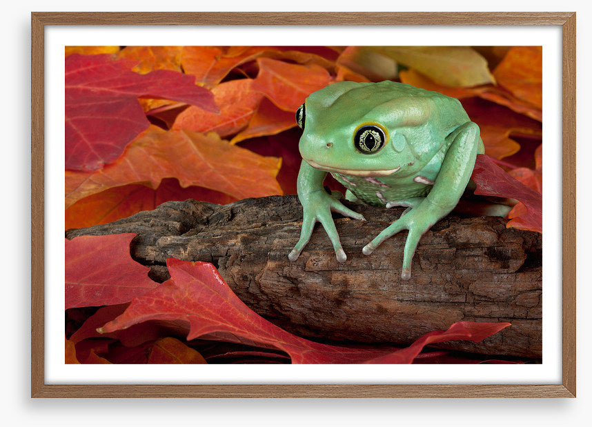 Reptiles / Amphibian
