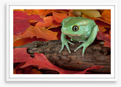 Reptiles / Amphibian