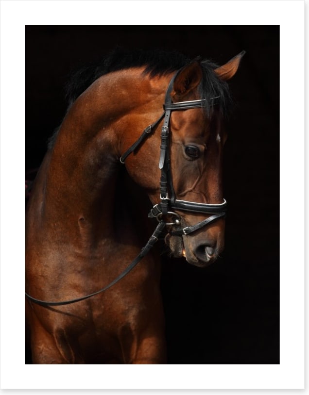 Trakehner bay