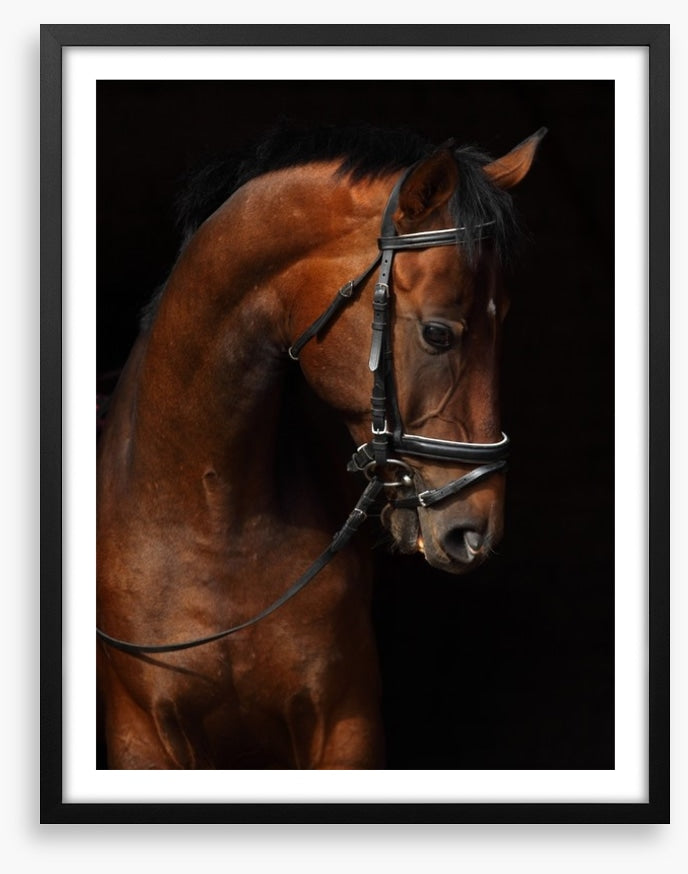 Trakehner bay