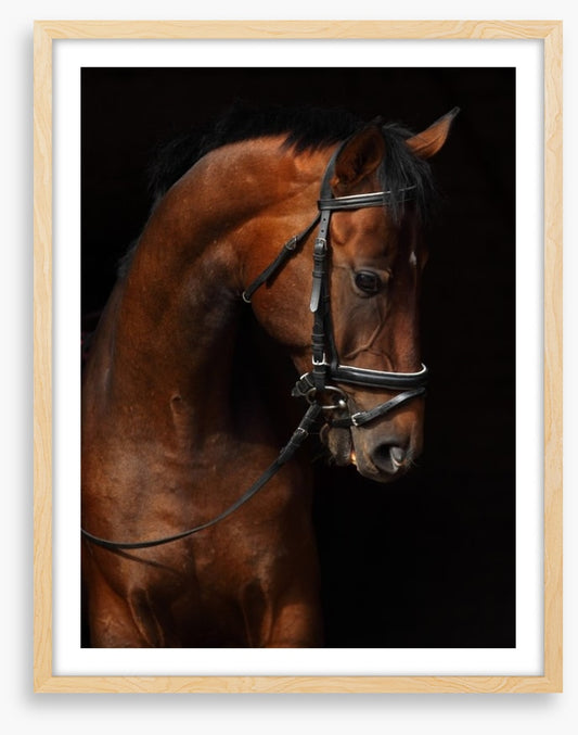 Trakehner bay