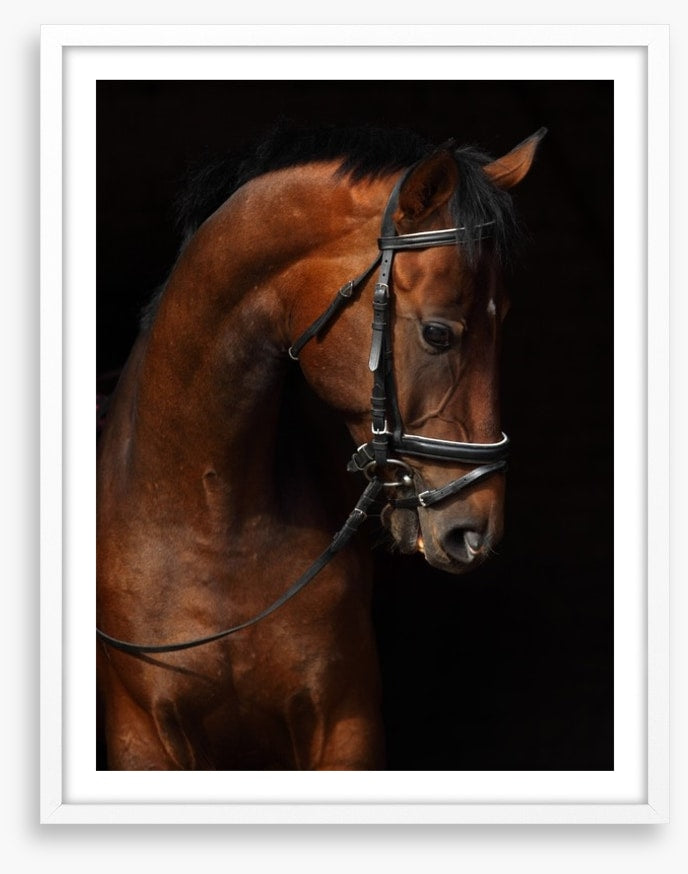 Trakehner bay