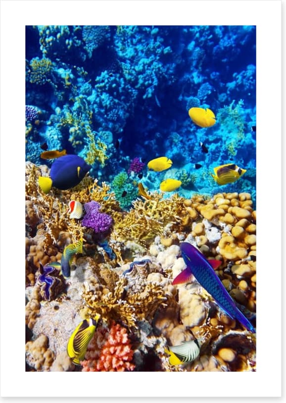 Red Sea reef