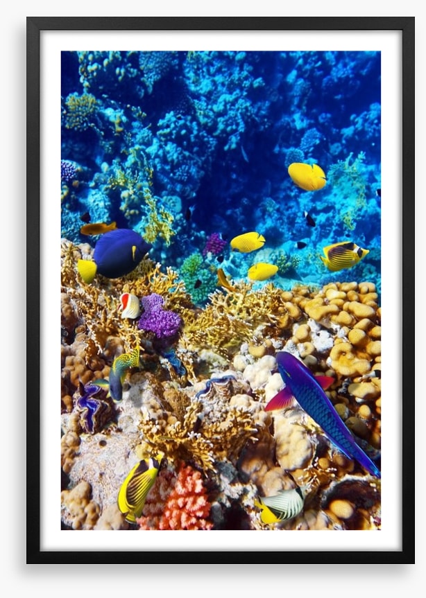 Red Sea reef