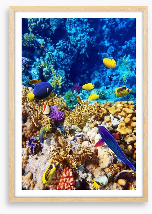 Red Sea reef