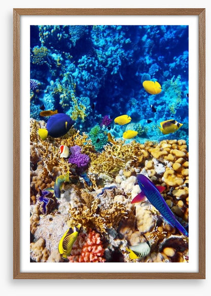 Red Sea reef