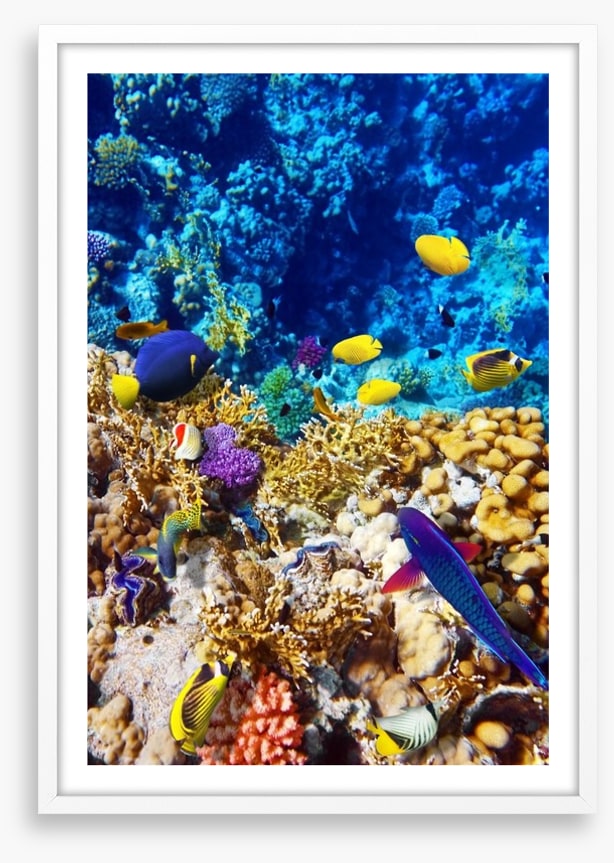 Red Sea reef