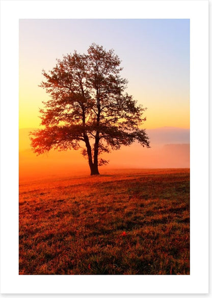 Trees