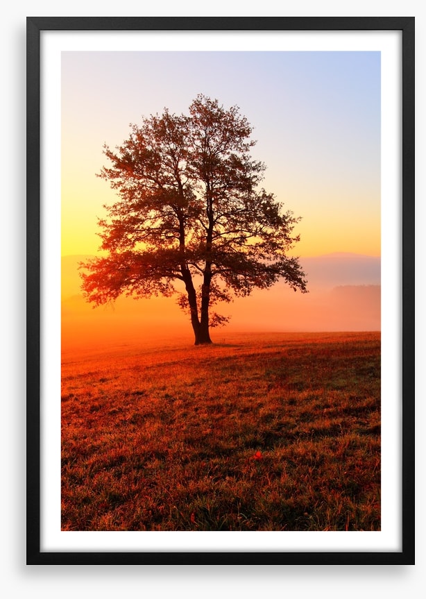 Trees