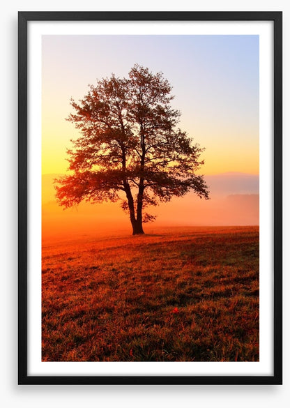 Trees