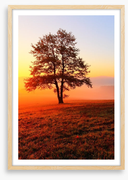 Trees
