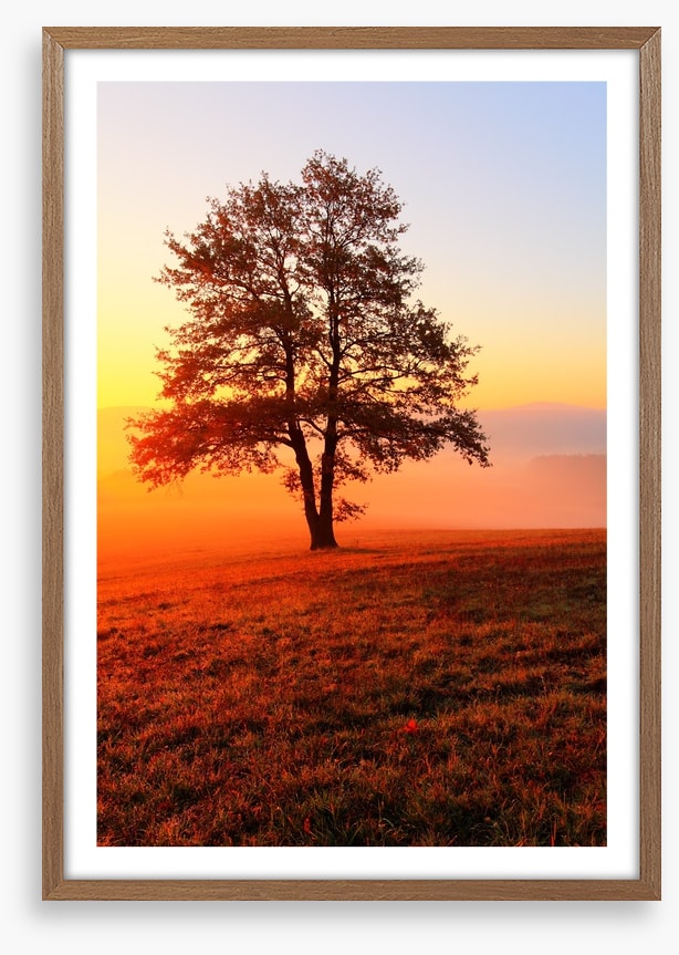 Trees