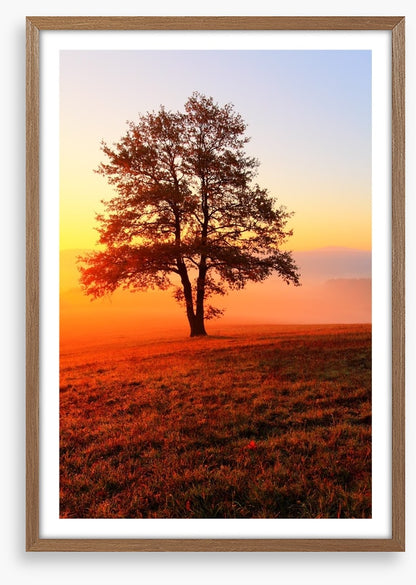 Trees