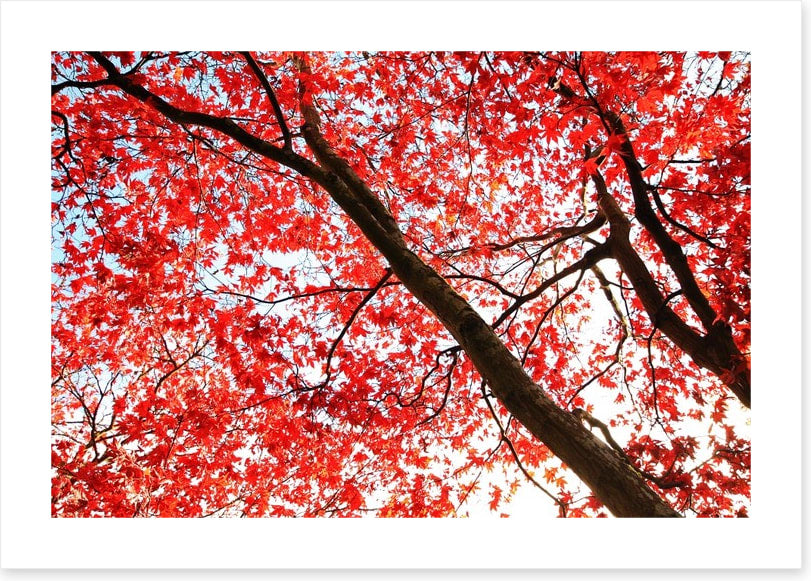 Red Japanese maple